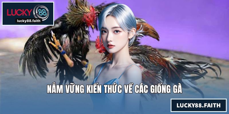 Đá Gà LUCKY88 - Trải Nghiệm Chất Lượng Hàng Đầu Thị Trường Nắm vững kiến thức về các giống gà